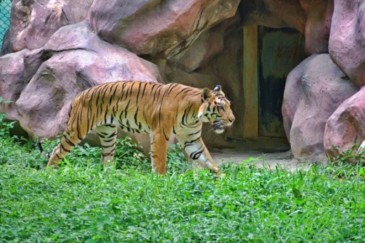 06 Days Golden Triangle Tour with Ranthambore Tiger Safari